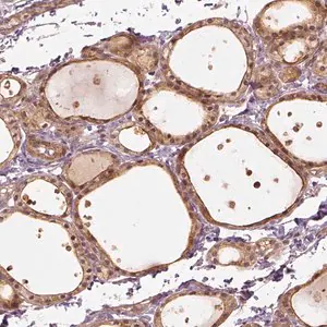 Merck Anti-VEGFA antibody produced in rabbit