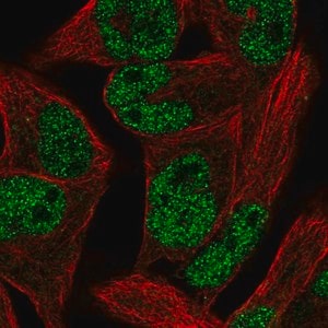 Merck Anti-PCGF1 antibody produced in rabbit