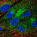 Merck Anti-FAM114A1 antibody produced in rabbit