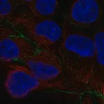 Merck Anti-CGNL1 antibody produced in rabbit