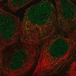 Merck Anti-FAM110A antibody produced in rabbit