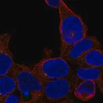 Merck Anti-ZNF747 antibody produced in rabbit