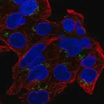 Merck Anti-GDPD5 antibody produced in rabbit