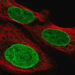 Merck Anti-GTF3C3 antibody produced in rabbit