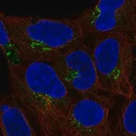 Merck Anti-C4orf32 antibody produced in rabbit