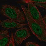 Merck Anti-ERCC2 antibody produced in rabbit