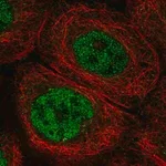 Merck Anti-DCLRE1C antibody produced in rabbit