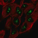 Merck Anti-CNTNAP5 antibody produced in rabbit