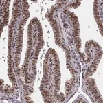Merck Anti-LUC7L antibody produced in rabbit