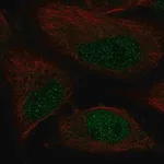 Merck Anti-POLK antibody produced in rabbit