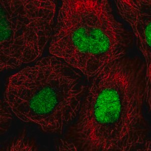 Merck Anti-GTF3C4 antibody produced in rabbit