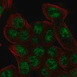 Merck Anti-REV3L antibody produced in rabbit