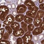 Merck Anti-TM4SF18 antibody produced in rabbit