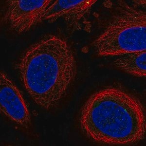 Merck Anti-LEPROT antibody produced in rabbit