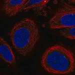 Merck Anti-LEPROT antibody produced in rabbit