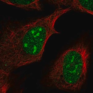 Merck Anti-FAM133B antibody produced in rabbit
