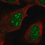 Merck Anti-FAM133B antibody produced in rabbit