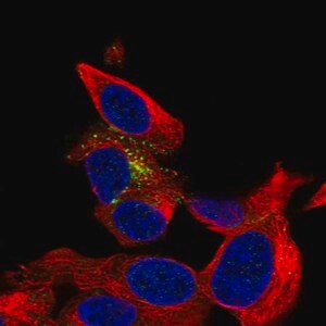 Merck Anti-B3GAT1 antibody produced in rabbit