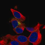 Merck Anti-B3GAT1 antibody produced in rabbit