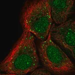 Merck Anti-PTPRA antibody produced in rabbit