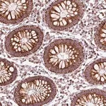 Merck Anti-ENTPD6 antibody produced in rabbit
