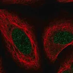 Merck Anti-MSRB1 antibody produced in rabbit