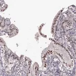 Merck Anti-KLF6 antibody produced in rabbit