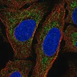Merck Anti-MTERF1 antibody produced in rabbit