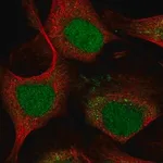 Merck Anti-LMO4 antibody produced in rabbit
