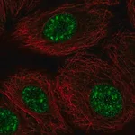 Merck Anti-DAZAP2 antibody produced in rabbit