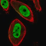 Merck Anti-FOXP3 antibody produced in rabbit