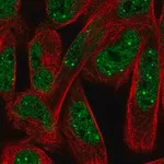 Merck Anti-NPAT antibody produced in rabbit