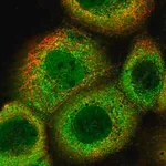 Merck Anti-OAS2 antibody produced in rabbit