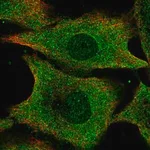 Merck Anti-IFI35 antibody produced in rabbit