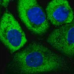 Merck Anti-EIF3D antibody produced in rabbit