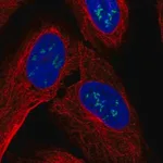 Merck Anti-ZNF385B antibody produced in rabbit