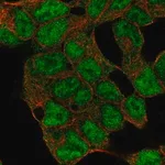 Merck Anti-KDM5C antibody produced in rabbit