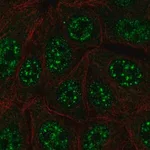 Merck Anti-C12orf57 antibody produced in rabbit