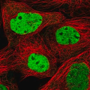 Merck Anti-SCAF11 antibody produced in rabbit