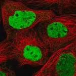 Merck Anti-SCAF11 antibody produced in rabbit