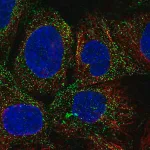 Merck Anti-PDGFD antibody produced in rabbit