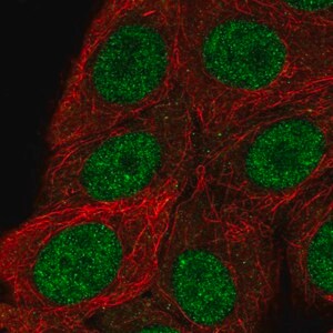 Merck Anti-RSF1 antibody produced in rabbit