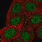 Merck Anti-RSF1 antibody produced in rabbit