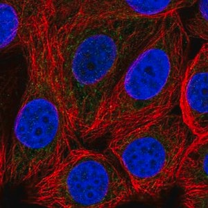 Merck Anti-SLC25A51 antibody produced in rabbit