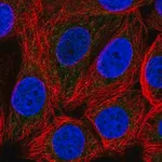 Merck Anti-SLC25A51 antibody produced in rabbit