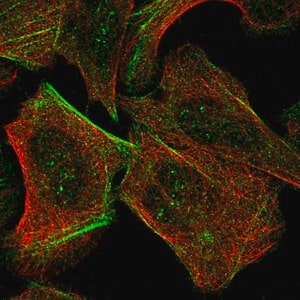 Merck Anti-TAX1BP3 antibody produced in rabbit