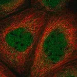 Merck Anti-SMAD3 antibody produced in rabbit