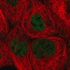 Merck Anti-ZHX3 antibody produced in rabbit