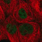 Merck Anti-ZHX3 antibody produced in rabbit