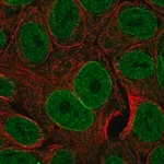 Merck Anti-TNFSF15 antibody produced in rabbit